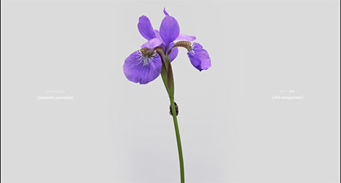 Phal. Sogo Yukidianⅰ- b、Phalaenopsis Sogo Yukidian - Multiple front view - b